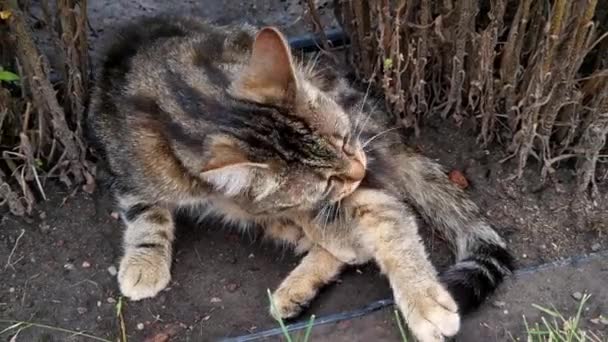 Gato Doméstico Yace Suelo Lava — Vídeos de Stock