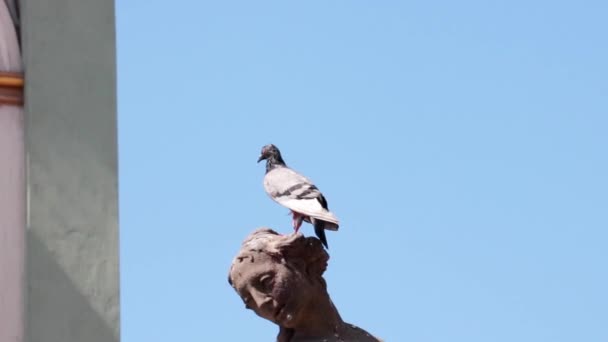 彫刻の頭の上に鳩が座っている — ストック動画