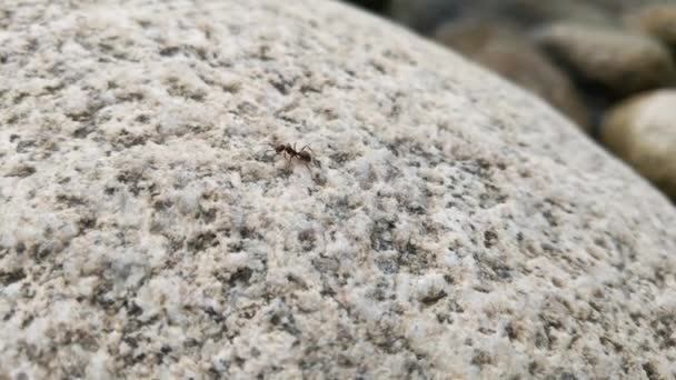Uma Formiga Grande Corre Sobre Pedra — Vídeo de Stock