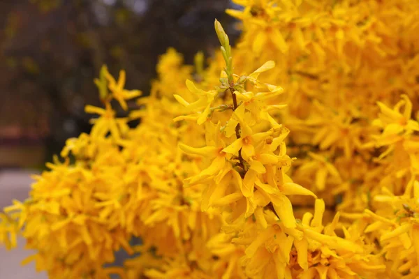 Beautiful bright yellow bush of flowering forsythia in spring