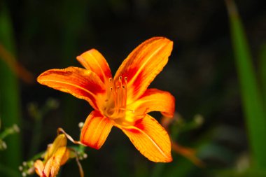 Bulanık arkaplan, seçici odak, turuncu çiçekli zambak