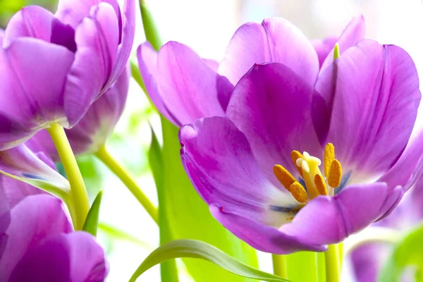 Vue Sur Les Tulipes Pourpres Fleuries Dans Jardin — Photo