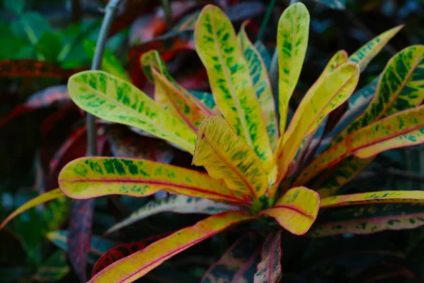 Garten Croton Blätter Sind Schön Gefärbt Flora — Stockfoto