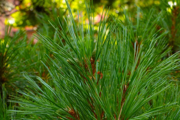 Unscharf Ein Junger Grüner Kiefernzweig Park — Stockfoto