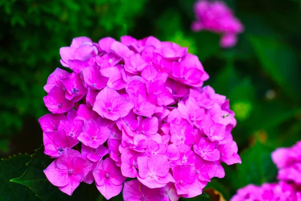Hortênsia Rosa Floresce Jardim Verão — Fotografia de Stock