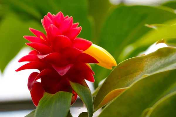 Zbliżenie Kwitnących Owoców Tropikalnych Ananas — Zdjęcie stockowe