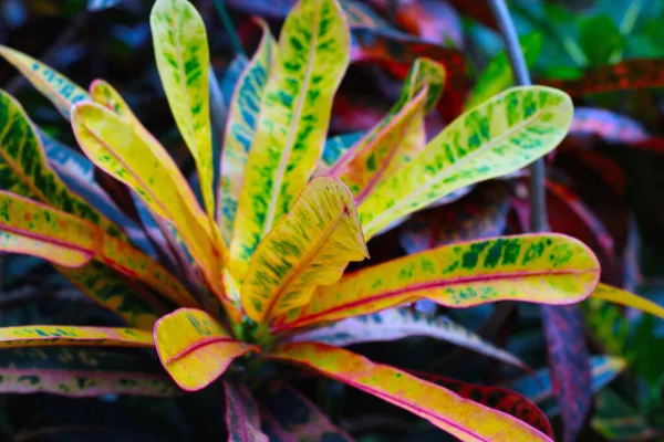 Motzel Codieum Arbusto Siempreverde Perenne Cría Como Una Planta Interior — Foto de Stock