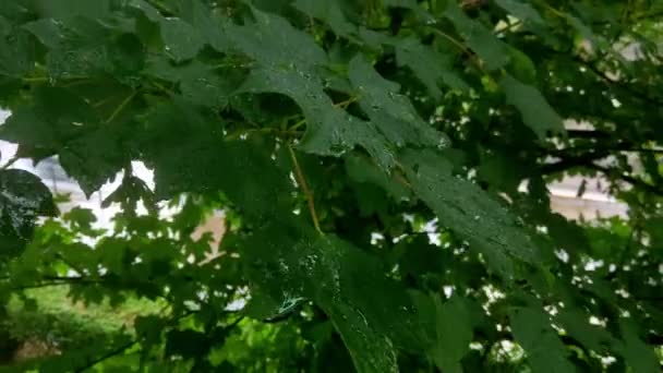 Deszcz pada na zielone liście drzewa. — Wideo stockowe