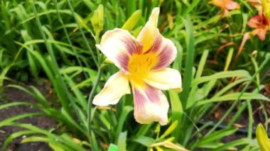 Parktaki zambakların çiçek açmasına yakın plan..