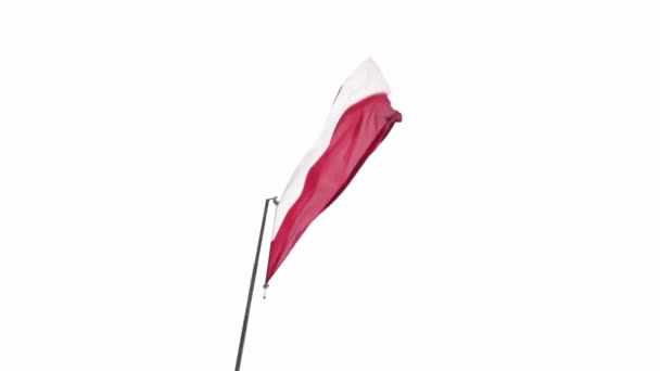 Η αναπτυσσόμενη σημαία της Πολωνίας σε γκρι φόντο. — Αρχείο Βίντεο