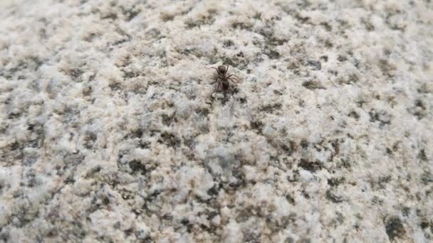 Närbild på en stor myra på en klippa. — Stockvideo