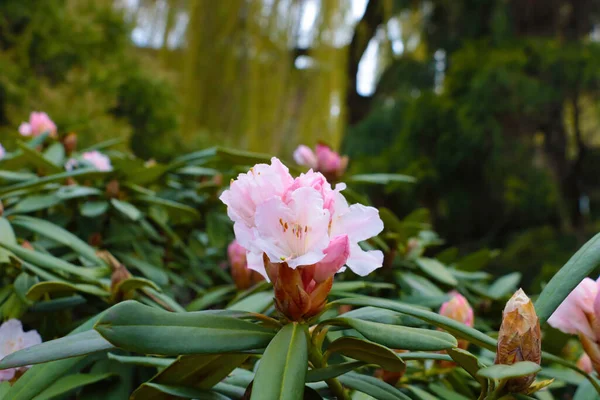 Una Grande Azalea Rododendro Fiorisce Giardino — Foto Stock