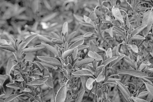 Photo Noir Blanc Vue Des Plantes Utiles Croissance Utilisées Médecine — Photo