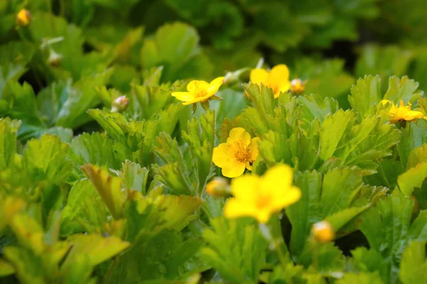 Gelbe Staudenblumen Blühen Auf Der Wiese — Stockfoto