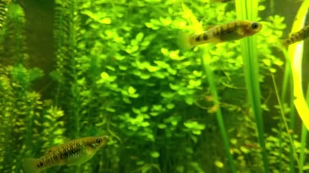 Small Fish Swim Aquarium Home — Stock Video