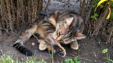 Kedi yerde yatar ve yıkanır. Evcil hayvanlar