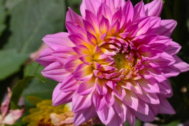 Parkta çiçek açan bir yıldız çiçeğinin yakın çekimi.