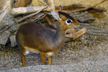 Vahşi doğada küçük bir antilop manzarası. Dikdik