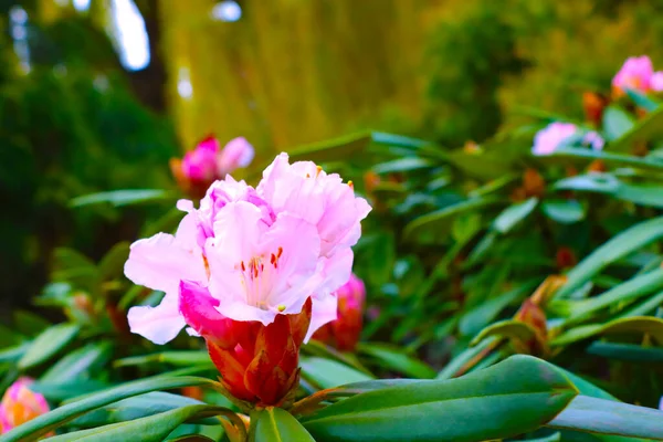 Floración Rododedrón Parque Primavera Hermosos Jardines Con Flores —  Fotos de Stock