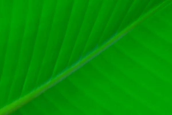 Grüner Hintergrund Einer Tropischen Pflanze Park Textur — Stockfoto