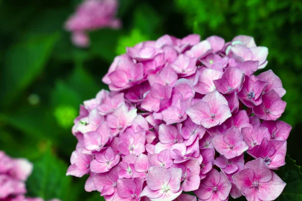 Närbild Blommande Hortensia Trädgården — Stockfoto