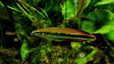 Akvaryumda yüzen küçük bir balığın yakın çekimi. Evcil hayvanlar. Stres atmak için. Meditasyon