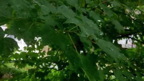 Großaufnahme Auf Einem Grünen Ast Eines Baumes Bei Regen Windiges — Stockvideo