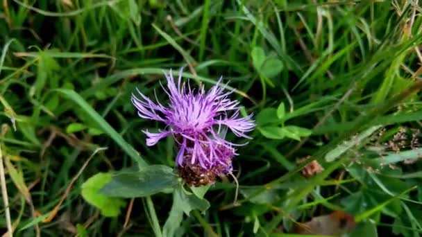 Närbild Blommande Tistel Ängen Pittoresk Utsikt Över Naturen — Stockvideo