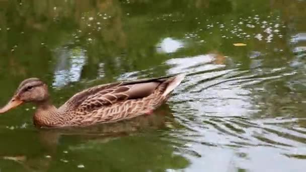 Pato Selvagem Nada Uma Lagoa Lugares Selvagens Para Vida Animal — Vídeo de Stock