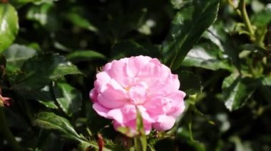 Güneşli bir günde bahçede bir gül açar.