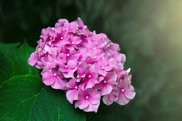 Vista Hermosa Hortensia Floreciente Parque —  Fotos de Stock