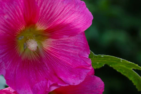 Lyse Blomstrende Stockrosa Parken Sommeren - Stock-foto