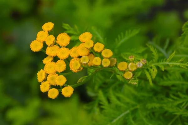 Çiçekli Sarı Tansi Bitkisi Halk Tıbbında Kullanılır — Stok fotoğraf