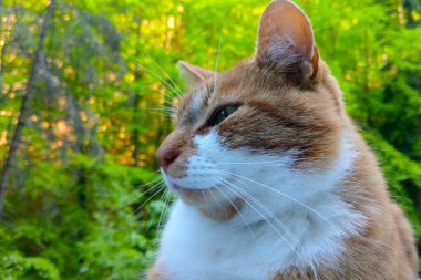 Güzel beyaz bir kediye yakın çekim. Evcil hayvanlar