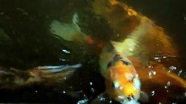 Güzel parlak büyük balık suda yüzüyor.