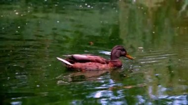 Yaban ördeği göletlere doğru yüzer. Vahşi kuşlar, vahşi yaşam çeşitliliği