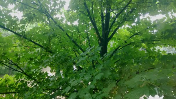 Chuva Cai Sobre Ramos Verdes Árvore — Vídeo de Stock
