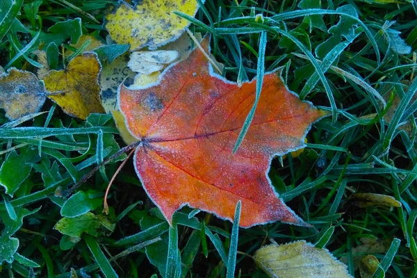 Fallen Leaf Lies Grass First Frosts Onset Cold Weather —  Fotos de Stock