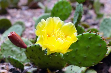 Güzel sarı çiçekli kaktüs