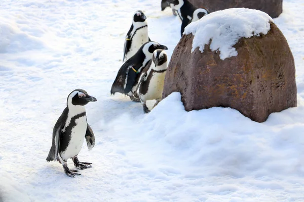 Beaux Petits Pingouins Dans Neige Par Une Journée Hiver Glacée — Photo