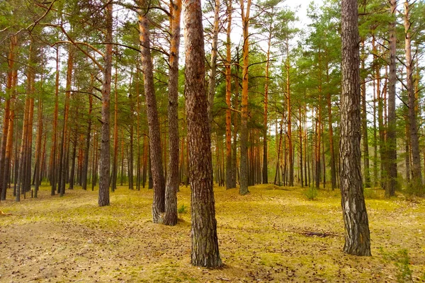 Vacker Höstgranskog Solig Dag Frisk Ren Luft — Stockfoto