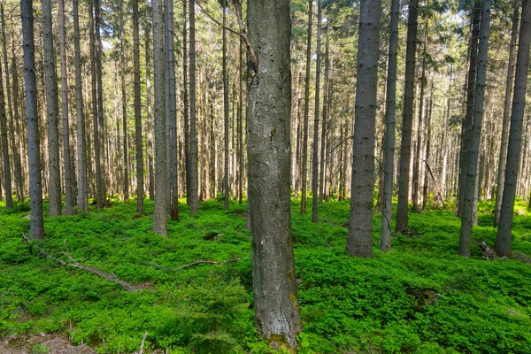 Bahar Yaz Aylarında Parlak Yeşil Orman — Stok fotoğraf