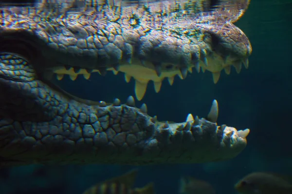 Rozmazané Pozadí Rozostřené Otevřená Čelist Krokodýl Pod Vodou — Stock fotografie
