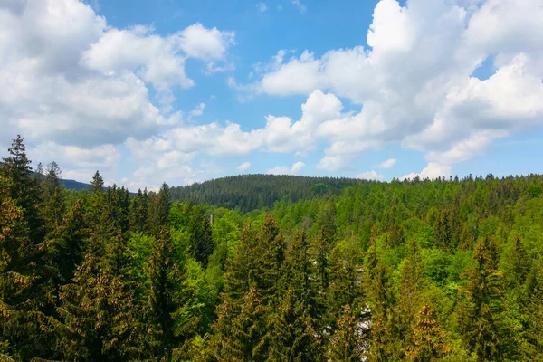 Γραφική Θέα Του Πράσινου Δάσους Ενάντια Στον Γαλάζιο Ουρανό — Φωτογραφία Αρχείου