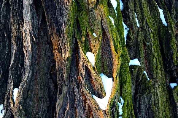 Nahaufnahme Stamm Eines Großen Baumes Die Struktur Des Holzes Der — Stockfoto