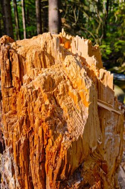 Ormandaki kırık bir ağacın gövdesine yakın çekim