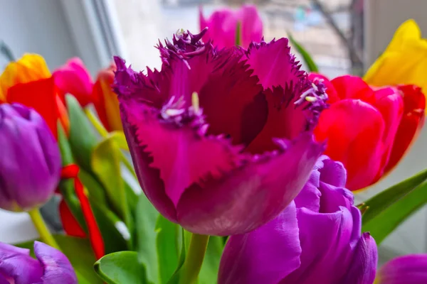 Widok Wielobarwnych Tulipanów Kwiatowych Okno — Zdjęcie stockowe