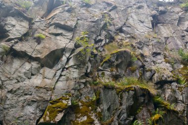 Dağlarda yemyeşil kayalıklarda yetişir