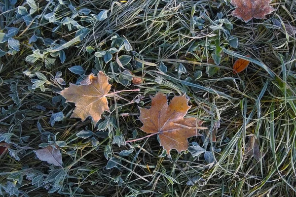 Grass Lies Fallen Leaf First Frosts Autumn Cooling —  Fotos de Stock