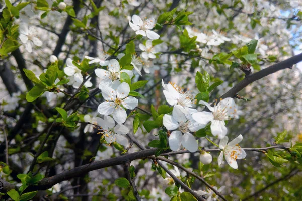 Close Cherry Blossom Branch Garden — Foto de Stock